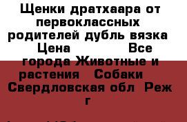 Щенки дратхаара от первоклассных  родителей(дубль вязка) › Цена ­ 22 000 - Все города Животные и растения » Собаки   . Свердловская обл.,Реж г.